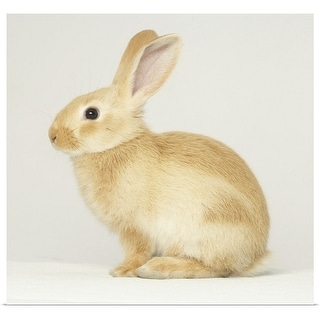 Beige bunny rabbit - Multi - Bed Bath & Beyond - 16470349