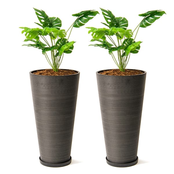 spiral lucky bamboo plants Live Lucky Bamboo 12 Spiral Shape Bamboo Plant  Houseplants New York LLC