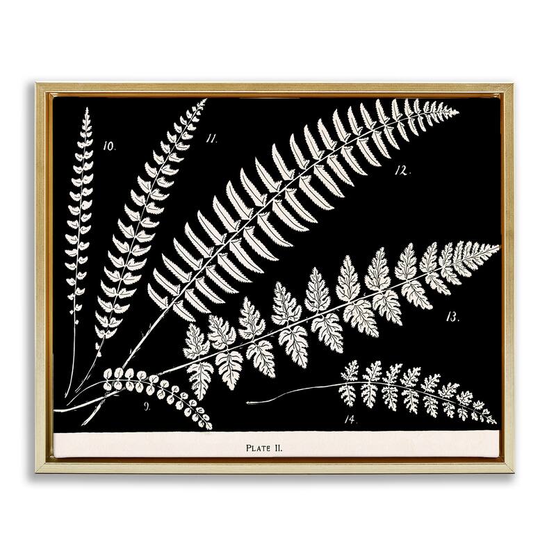Stupell Fern Studies on Black Framed Floater Canvas Wall Art Design By Phillipa Katz - 31 x 25 - Gold
