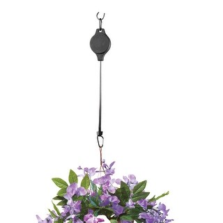 lavender plants for sale near me 1 gal. Mona Lavender Plectranthus Perennial Plant with Purple Flowers main image 0