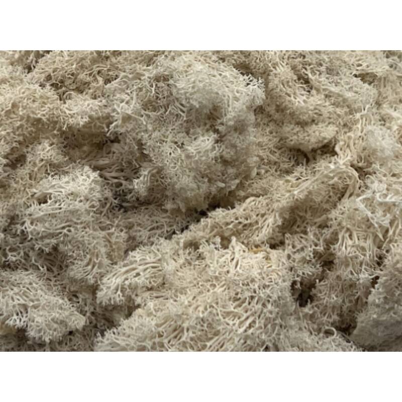 Preserved Reindeer Moss in Multiple Colors