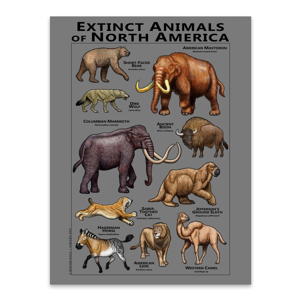 American Animals Bear Bison Camel Metal Wall Art Print