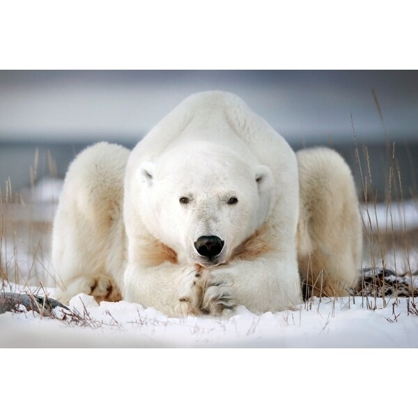 Polar Bear Laying In Snow Lantern Press Photography Art Print Multiple Sizes Available 9 X 12 Art Print