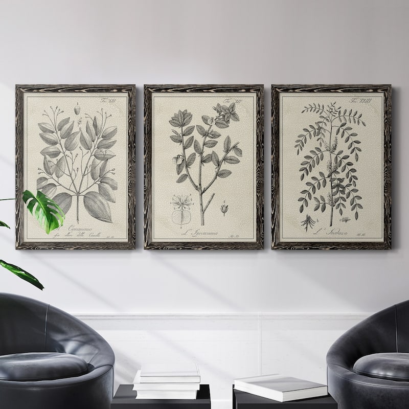 Antique Black & White Botanical VII-Premium Framed Canvas - Ready to Hang - Multi-Color