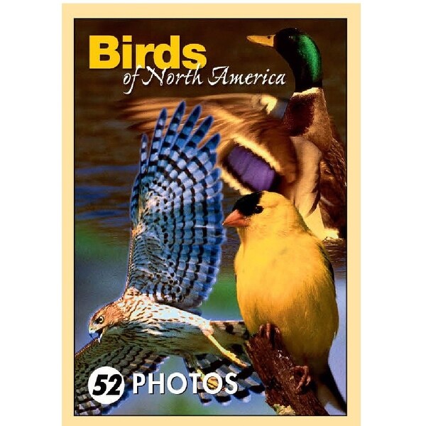 Shop 26 Multi Color Birds Of North America Mini Playing Cards