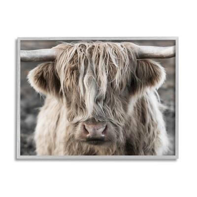 Stupell Detailed Highlands Cattle Rural Farm Animal Photography Framed Wall Art, Design by Danita Delimont