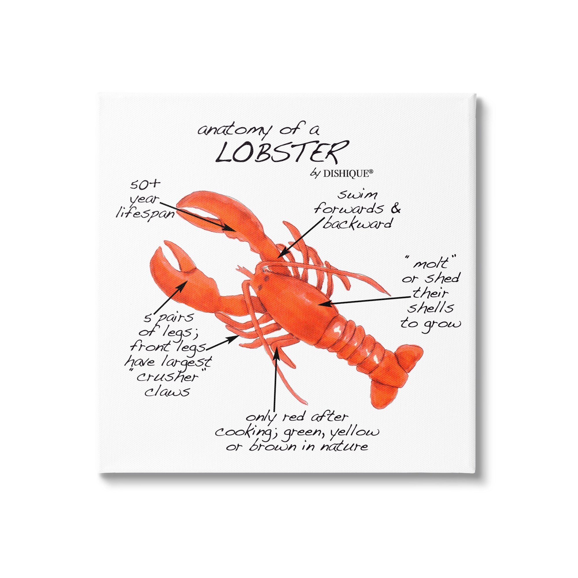 sea lobster drawing