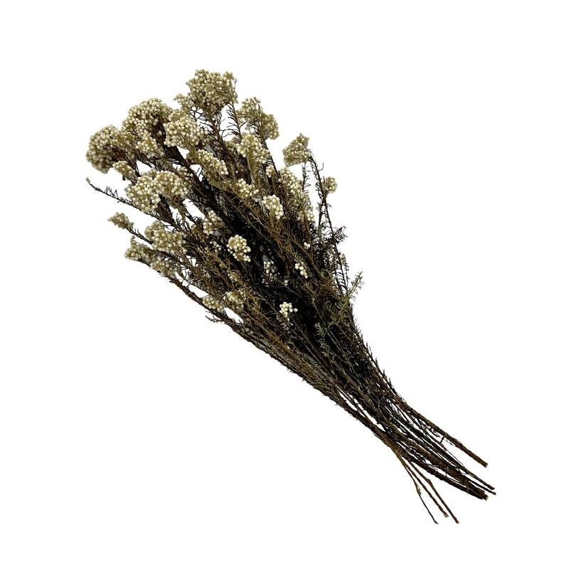 Bundle of 4 Preserved Millet ,Rice Flower - Immortelle Flower,Ozothamnu - 24 inches