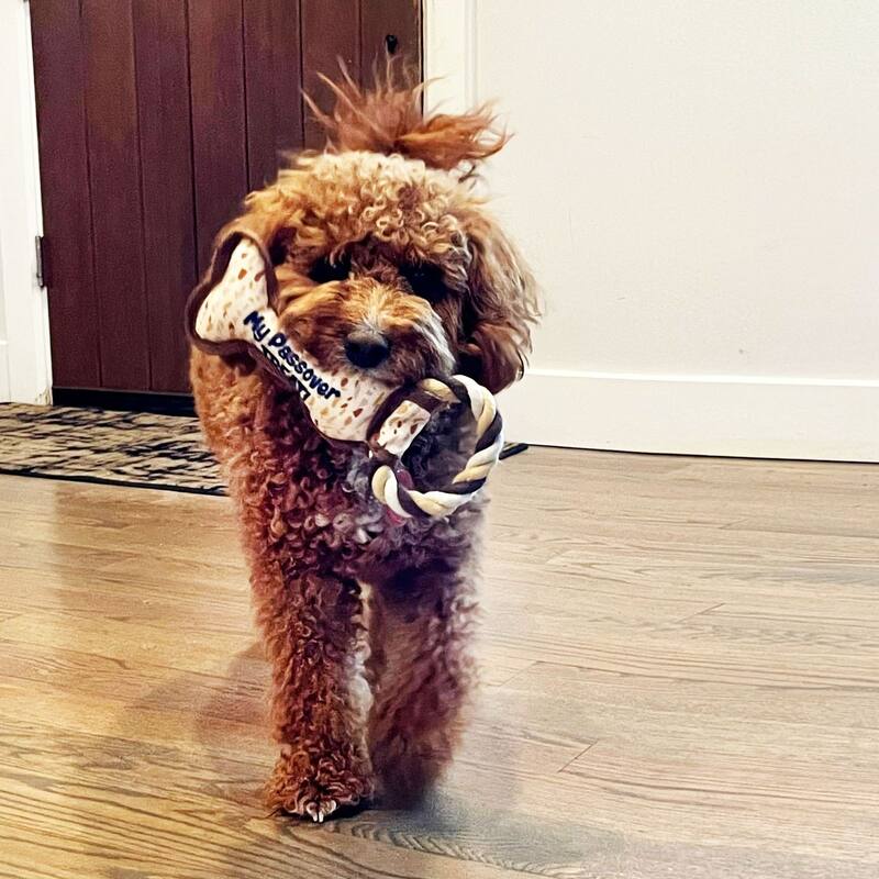 9" Brown and White "My Passover Treat" Dog Toy