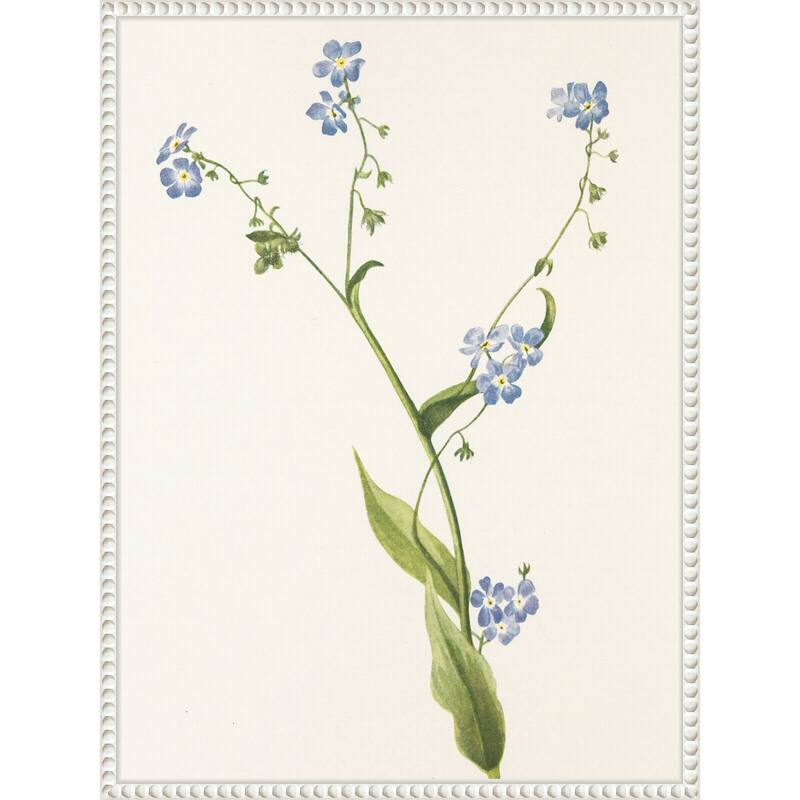 Bur Forget Me Not From North American Wildflowers (1925) by Mary Vaux Walcott (18 x 24 in.), Framed Canvas Wall Art Print