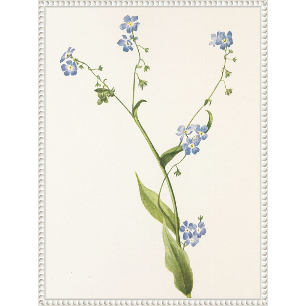 Bur Forget Me Not From North American Wildflowers (1925) by Mary Vaux Walcott (18 x 24 in.), Framed Canvas Wall Art Print