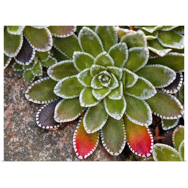 "Macro image of Saxifraga paniculata plant with leaves turning red." Poster Print