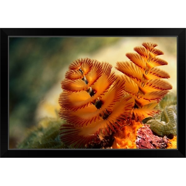 "The elegant twin spiral radioles of the Christmas tree worm" Black Framed Print