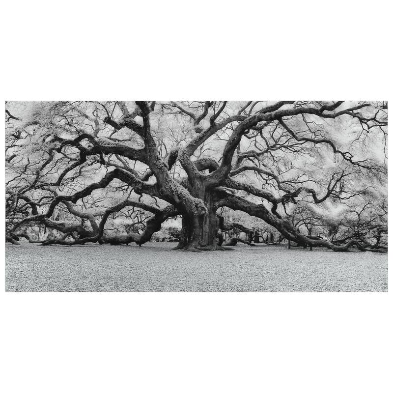 "The Angel Oak" Frameless Free Floating Tempered Art Glass Wall Art by EAD Art Coop