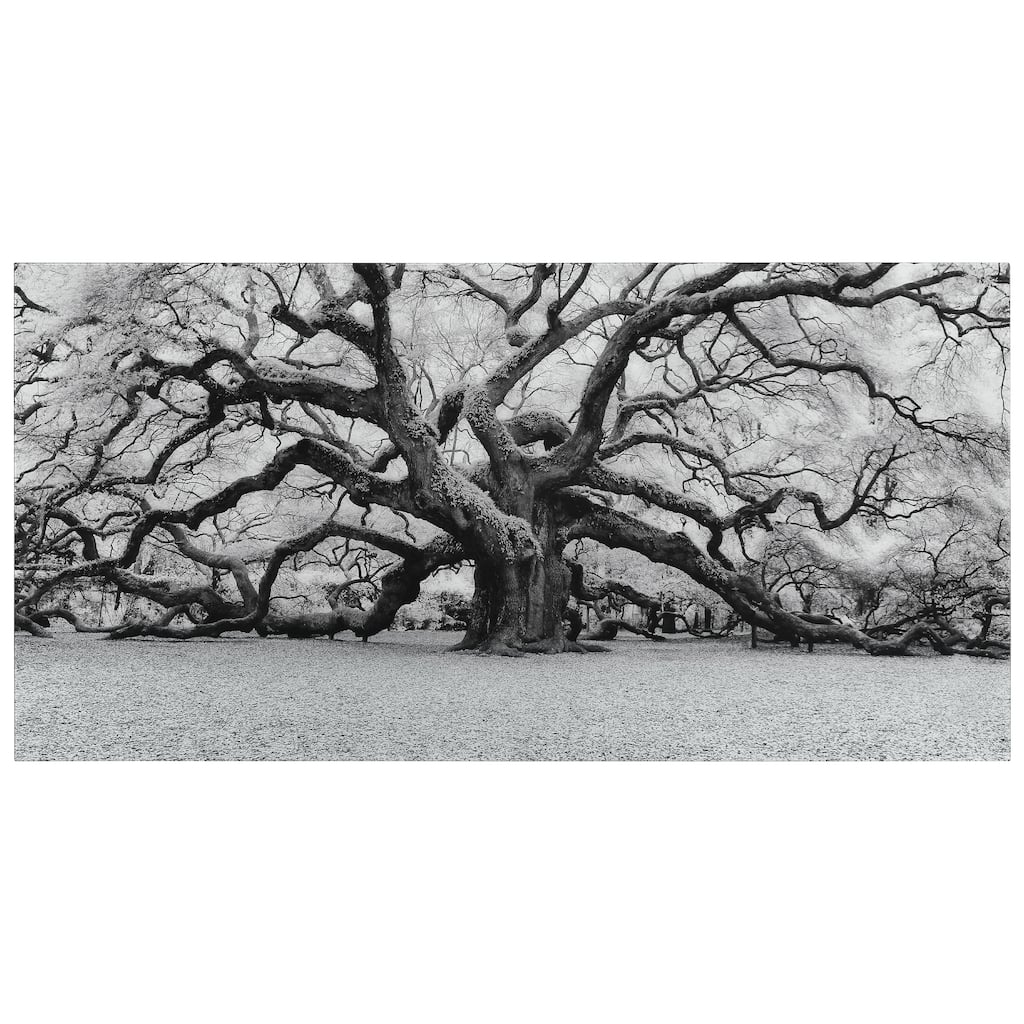 "The Angel Oak" Frameless Free Floating Tempered Art Glass Wall Art by EAD Art Coop