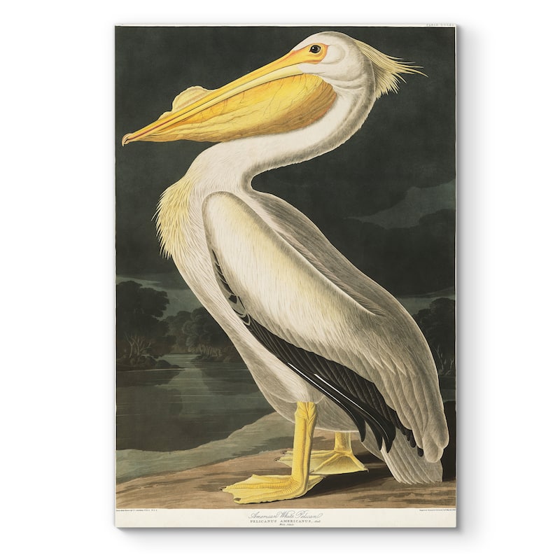 Pl 311 American White Pelican-Premium Gallery Wrapped Canvas