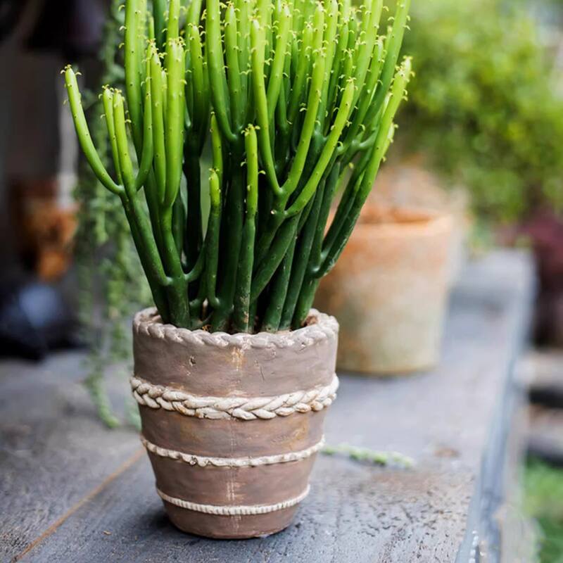 RusticReach Tasha Red Terracotta Planter