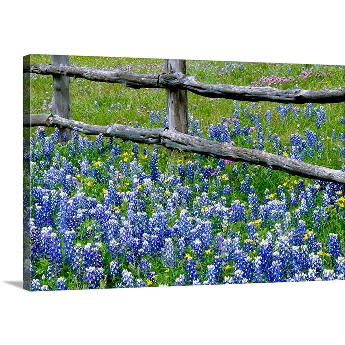 Shop Bluebonnet Flowers Blooming Around Weathered Wood Fence Texas Canvas Wall Art Overstock 16885372