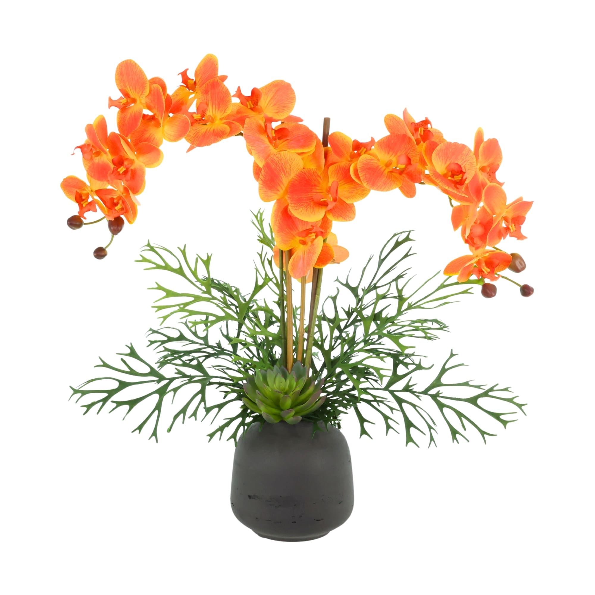 Orchid and Fern Arrangement