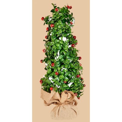21" Snowy Boxwood and Bell Tree in Burlap Base