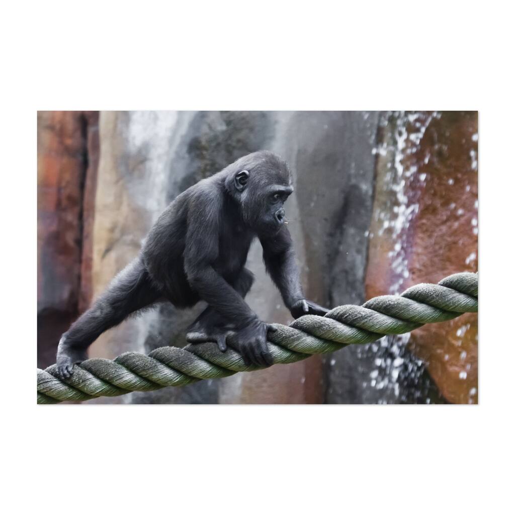 nimble gorilla monkey cub teenager climbs Animals Art Print/Poster