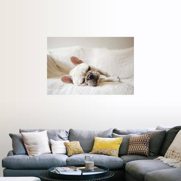 Shop Black Friday Deals On French Bulldog Sleeping On Sofa Poster Print Overstock 24031251