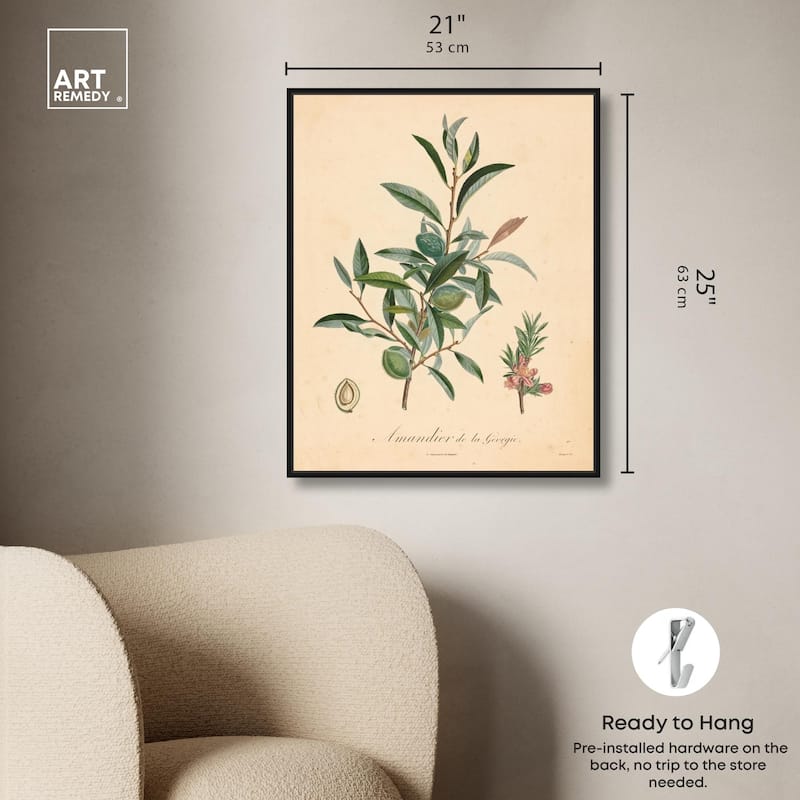 Almond of Georgia I Canvas by Art Remedy