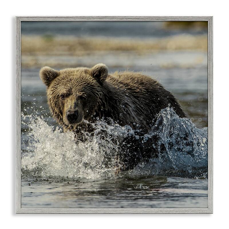 Stupell Bear Splashing in River Framed Giclee Art Design By Danita Delimont - 12 x 12 - Grey