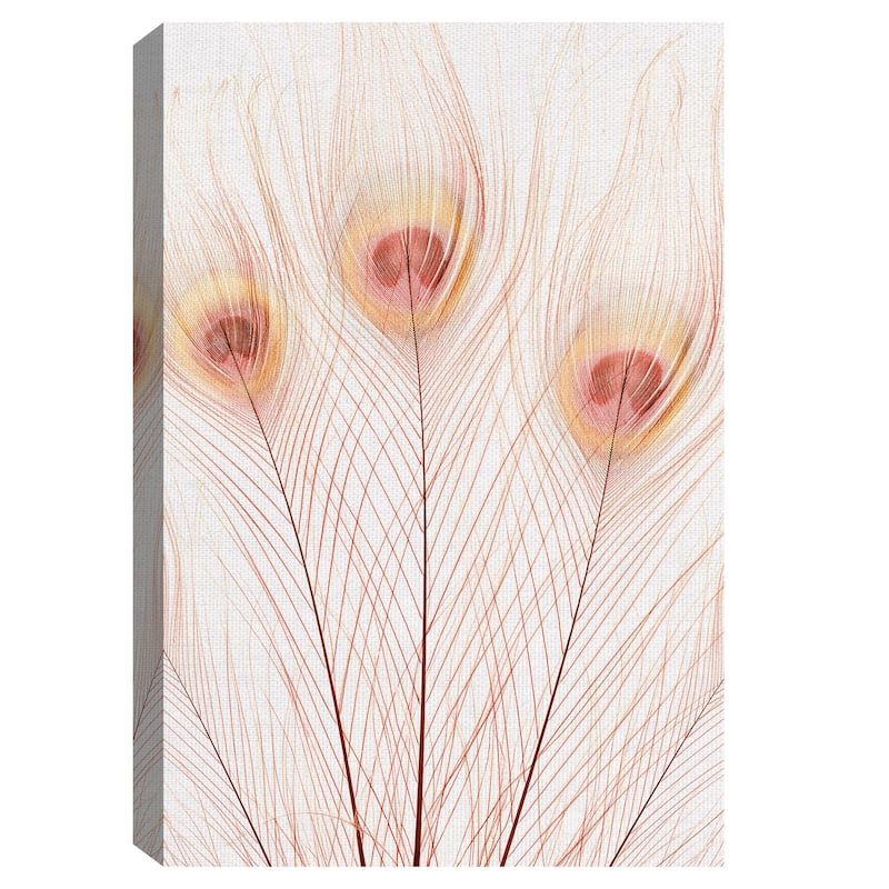 Peach Peacock by Belle Maison Canvas Art Print