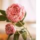 Option Pink