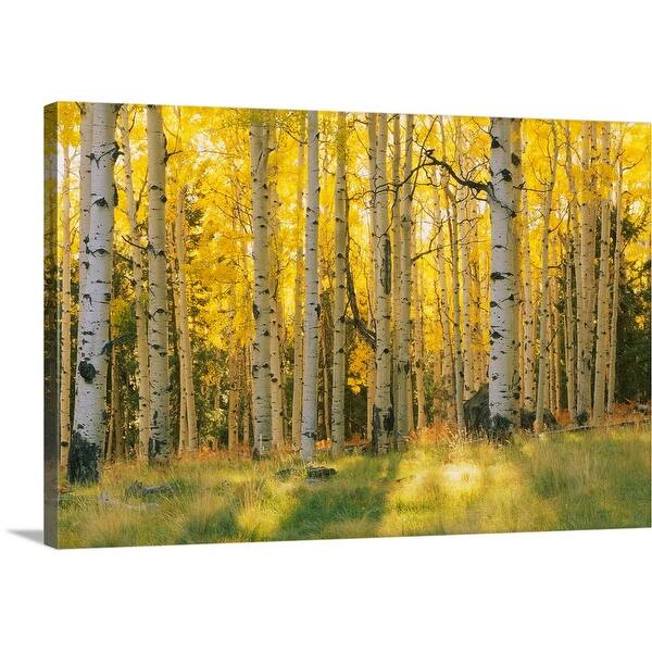 Shop Aspen Trees In A Forest Coconino National Forest Arizona