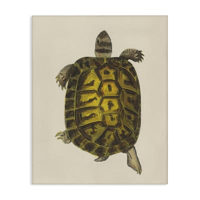 Stupell Vintage Maritime Tortoise Canvas Wall Art Design By Phillipa Katz