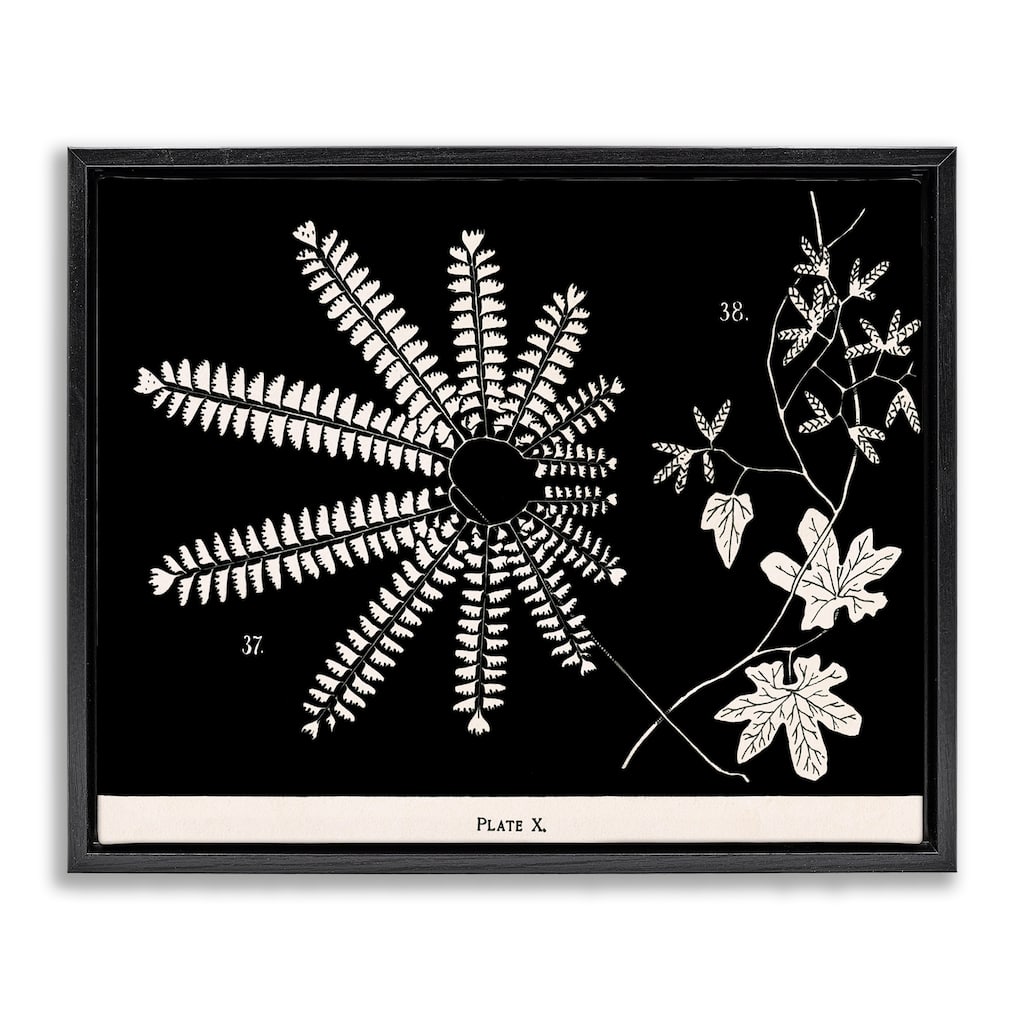 Stupell Ferns & Leaves on Black Framed Floater Canvas Wall Art Design By Phillipa Katz