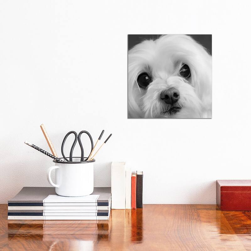 iCanvas "Portrait of a Maltese Dog" by Panoramic Images Canvas Print - 12x12x0.75