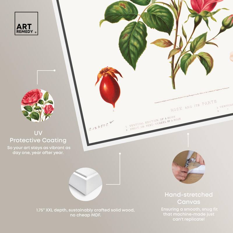 Rose and its parts (1872) Canvas by Art Remedy