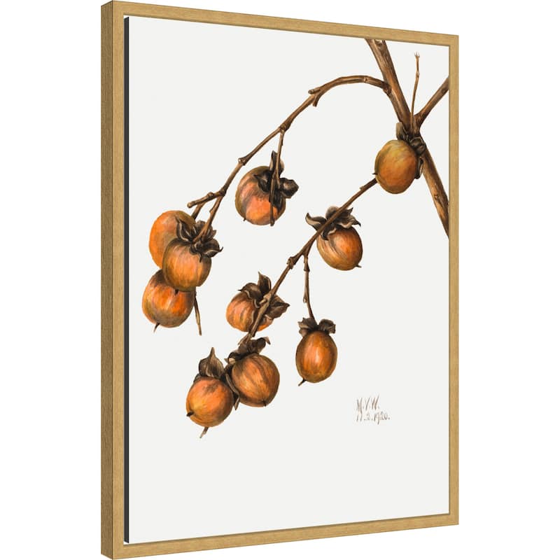 Persimmon (1920) by Mary Vaux Walcott (18 x 24 in.), Framed Canvas Wall Art Print