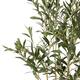 Taos 4' x 1.5' Artificial Olive Tree by Christopher Knight Home