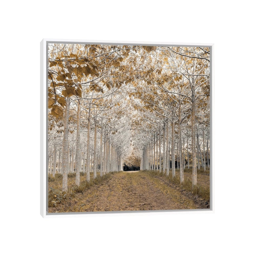 iCanvas "White Gold" by Assaf Frank Framed Canvas Print