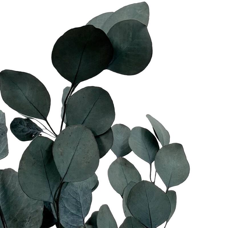 Bundle of 4 Preserved Eucalyptus Apple Leaves 24" long - 24 Inches