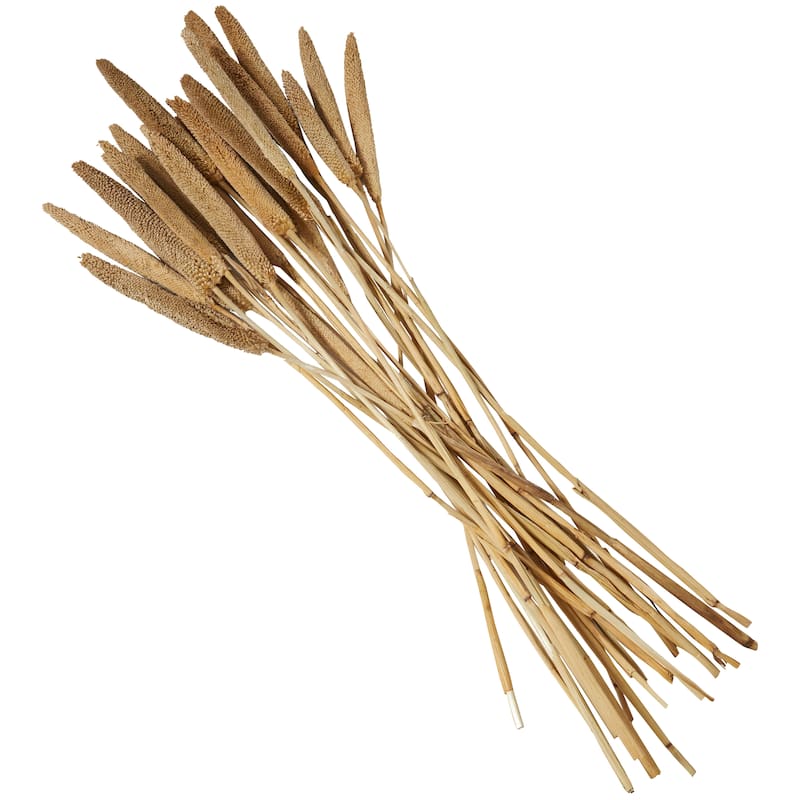 Dried Hogla Babala Bamboo Natural Foliage Collection - Multiple Colors