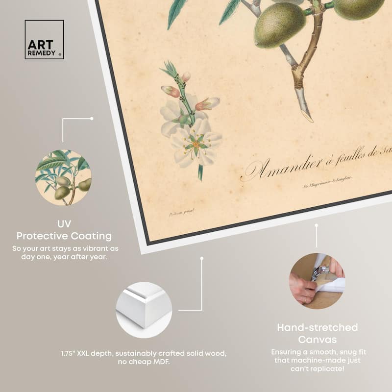 Almond of Georgia II Canvas by Art Remedy