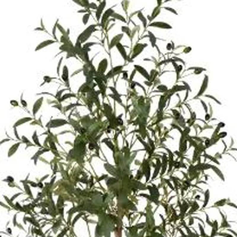 HomeRoots 71" Green Artificial Olive Tree in a Black Pot - 6.69 in. x 70.87 in. x 6.69 in.