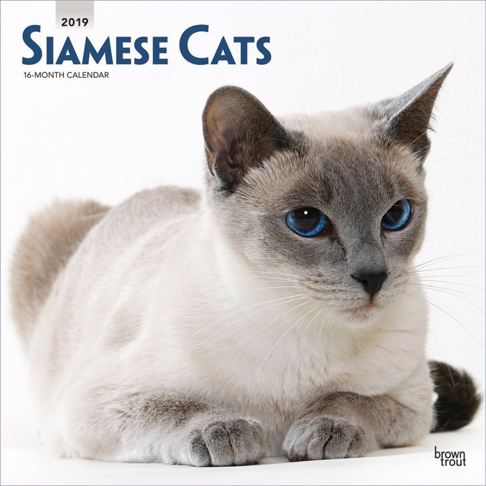Shop Cats Siamese Wall Calendar Cat Breeds By Browntrout