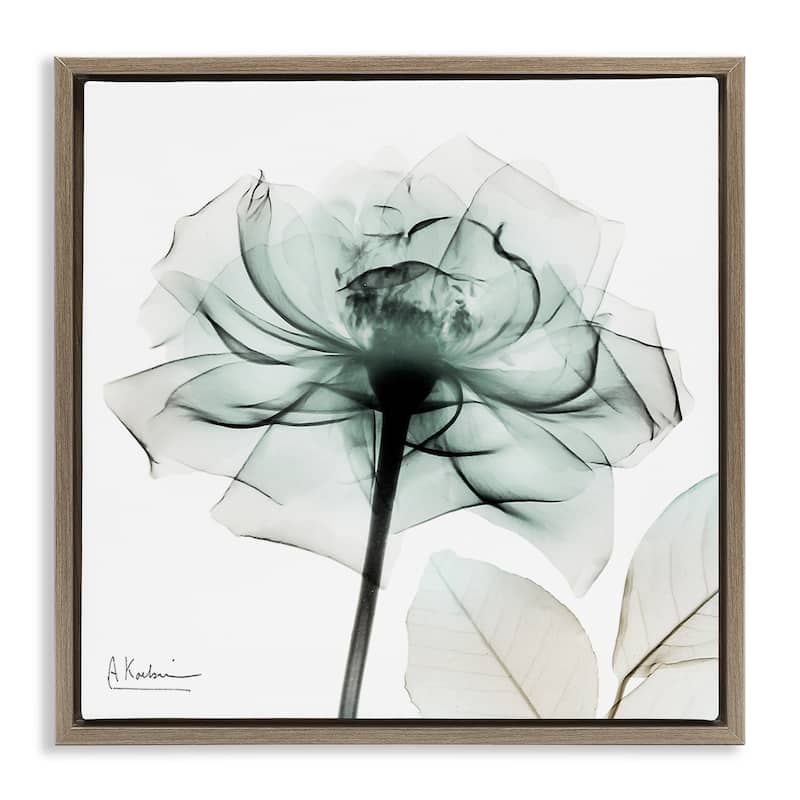 Stupell Transparent Flower Blossom Framed Floater Canvas Wall Art Design By Albert Koetsier - 25 x 25 - Brown