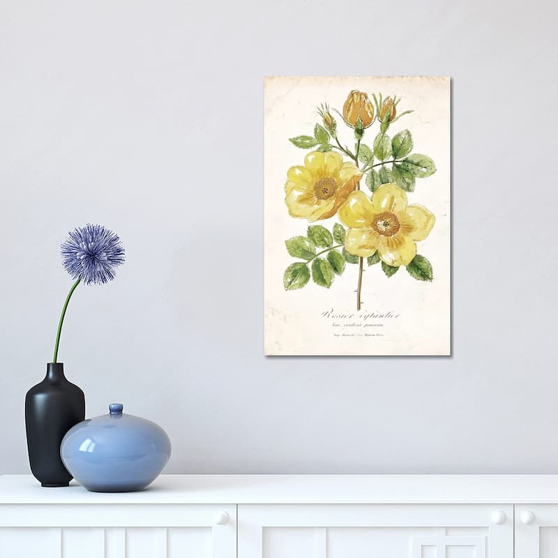 iCanvas "Botanical IV" by Nan Canvas Print - 18x12x1.5