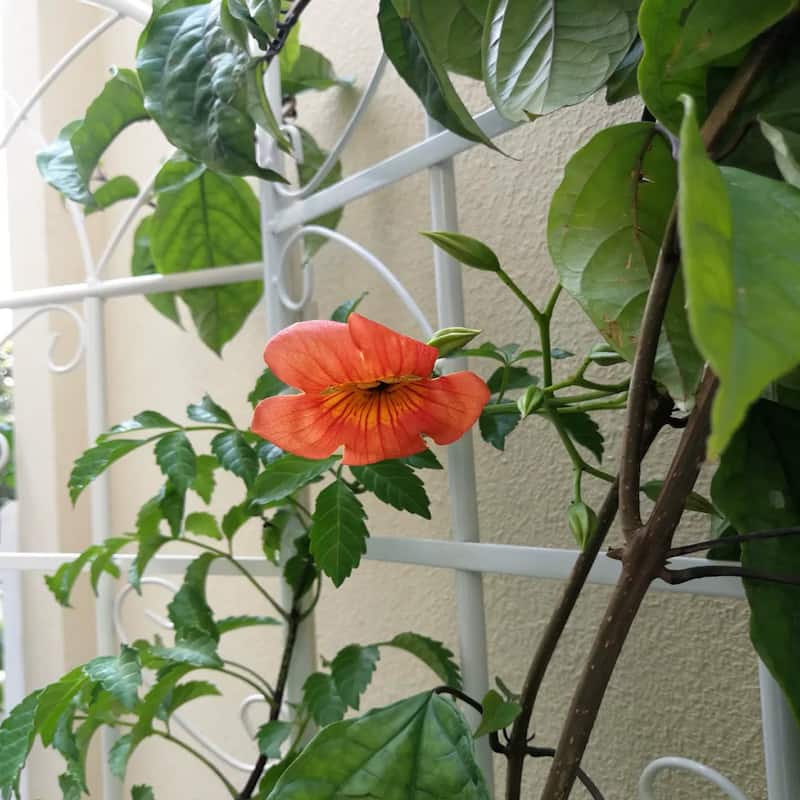 2/4 Pack Garden Trellis for Climbing Plants 71" x 19.7" Iron Plant Trellis for Potted Plant Support Tall Wall Metal Trellis
