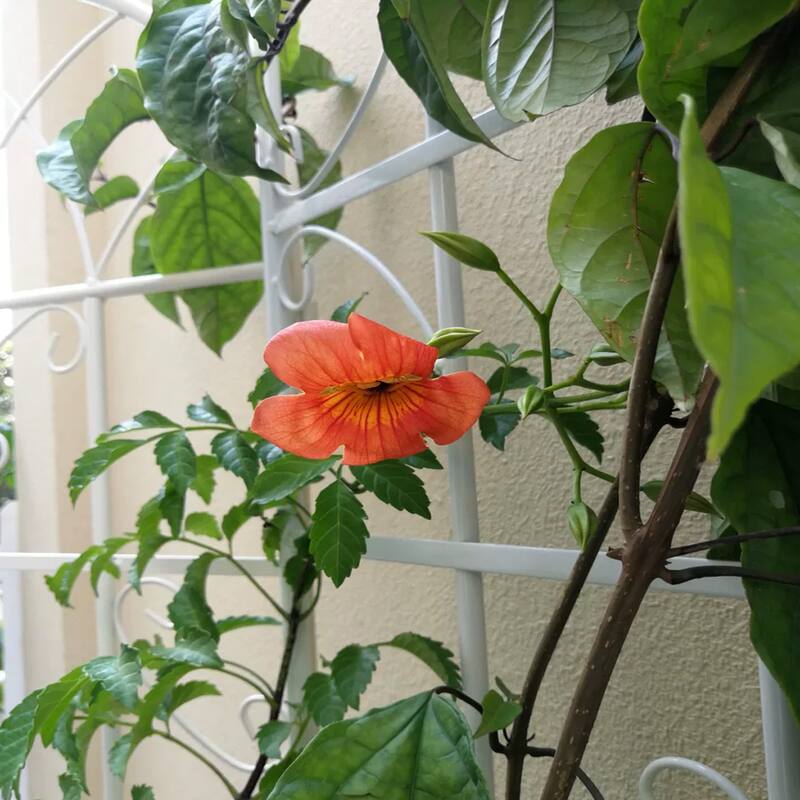 Anmytek Iron Plant Trellis White Decorative Climbing Plant Stand Garden Balcony Decor