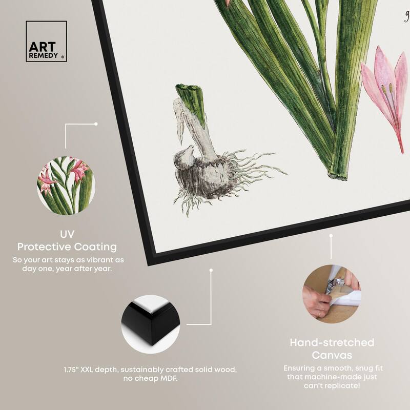 Gladiolus Carneus Canvas by Art Remedy
