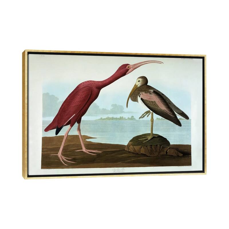 iCanvas "Scarlet Ibis " by John James Audubon Framed Canvas Print - Gold - 32x48