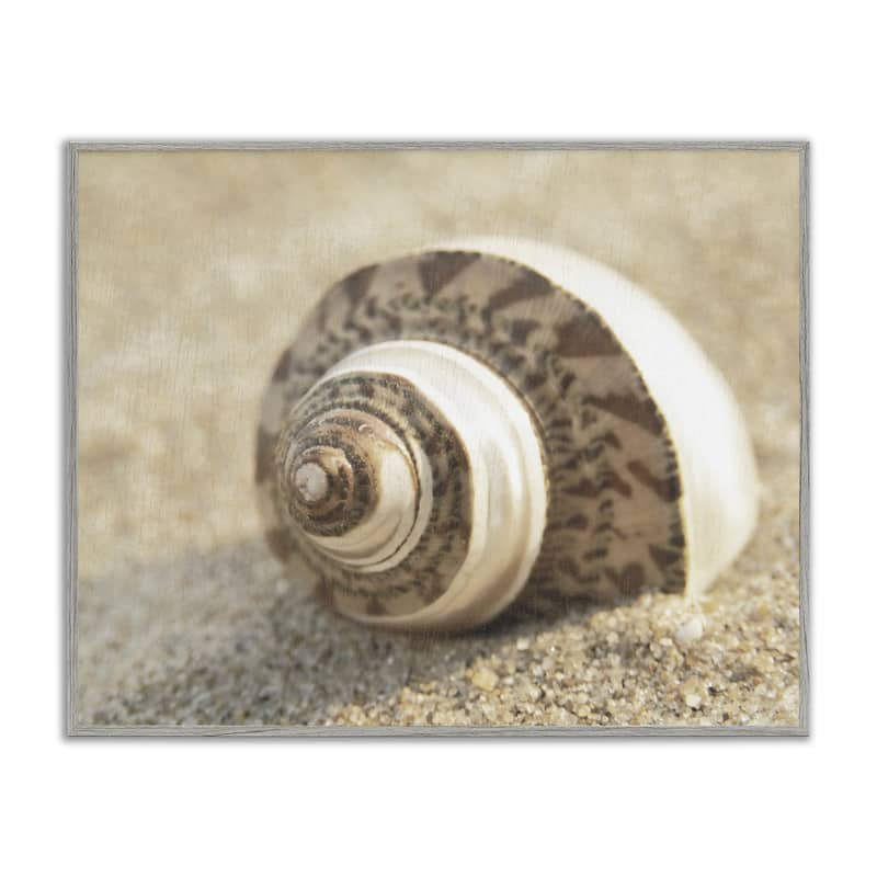 Stupell Neutral Tone Seashell Framed Giclee Art Design By Dora Rotondella - 30 x 24 - Grey